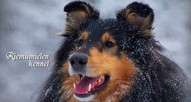 Collie breeding: Riemumielen Kennel